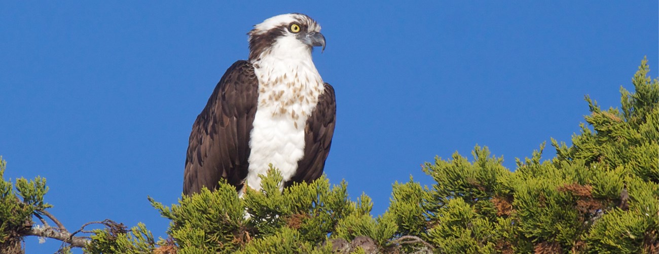 A large osprey with a white body, black wings, and black strip on its white head perched in a tree.