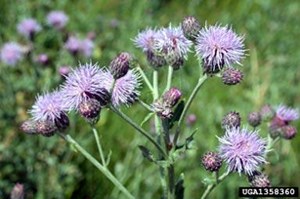 canada thistle bloom