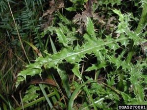 Canada thistle leaves