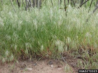 A patch of cheatgrass during the vegetative stage.