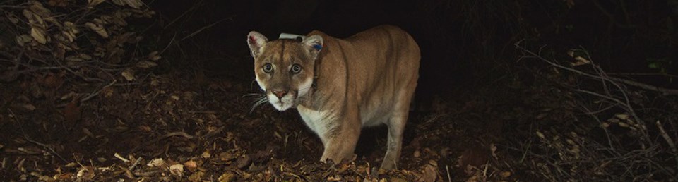 Collared mountain lion