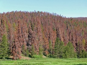 Pines killed by mountain pine beetle in Colorado