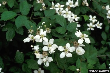 A Himalayan blackberry bush flowers.