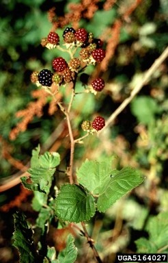 Himalayan blackberry fruiting.