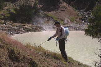 Former Vegetation Ecologist, Martin Hutten, spraying invasive cheatgrass at Boiling Springs Lake. Former Vegetation Ecologist, Martin Hutten, spraying invasive cheatgrass at Boiling Springs Lake.