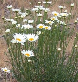 Ox-Eye Daisy  Missouri Department of Conservation