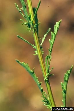 ox-eye stem