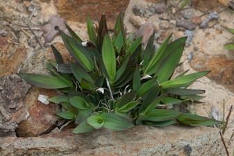 Panicum emerges from a crevice of hydrothermally altered rock.