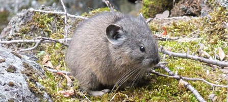 Hamster-sized pika Hamster-sized pika
