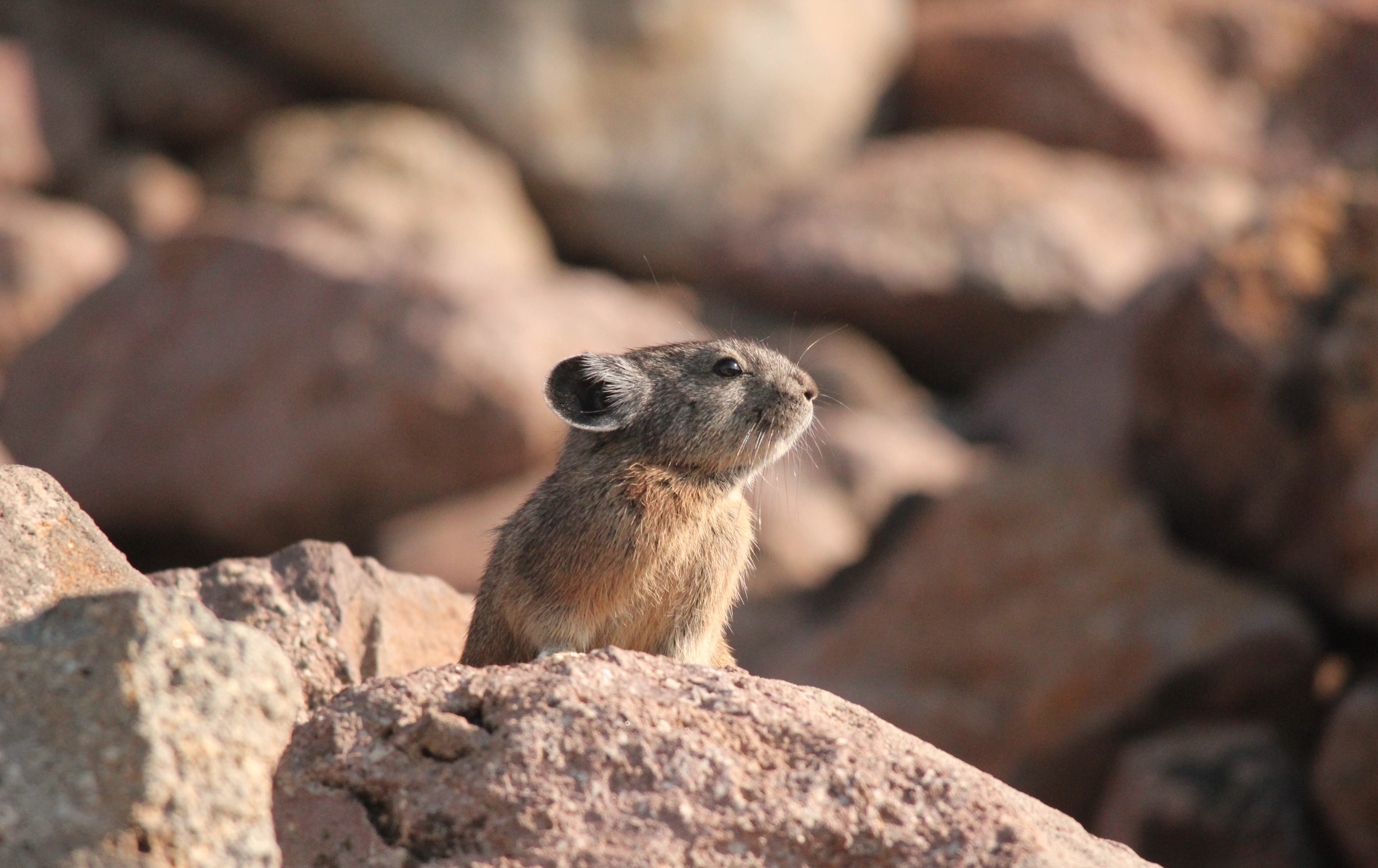 American pika along the Lassen Peak Trail