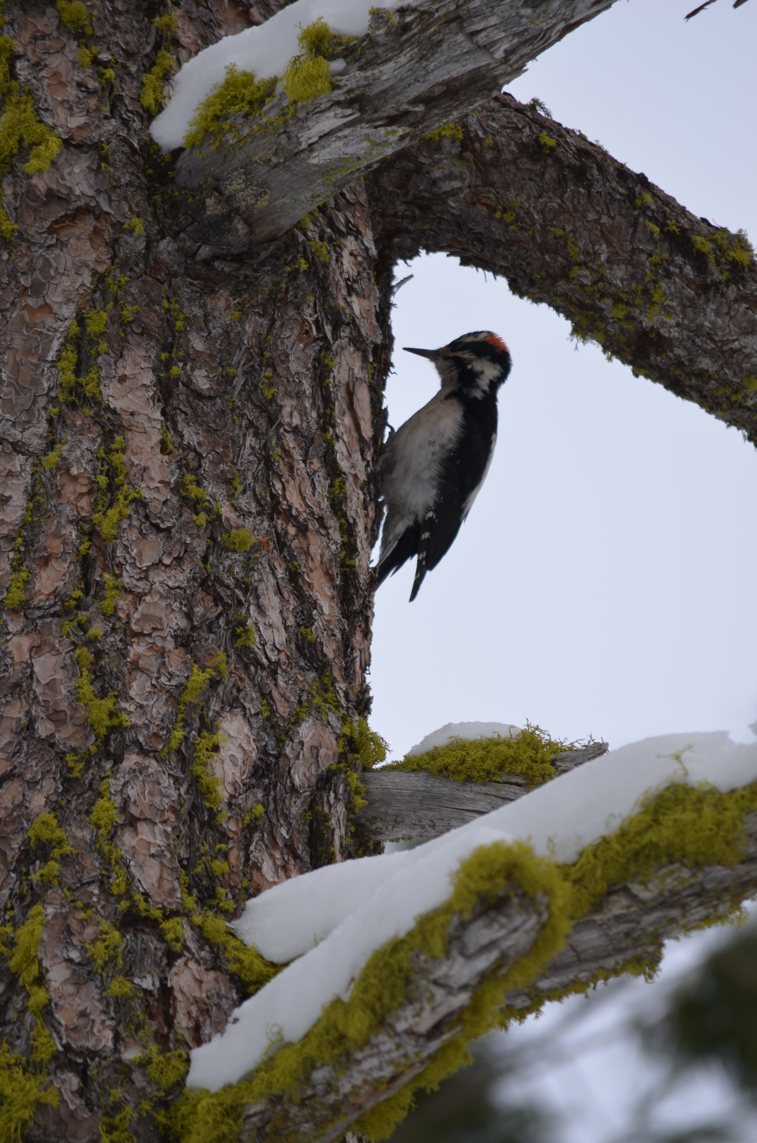 Downy woodpecker