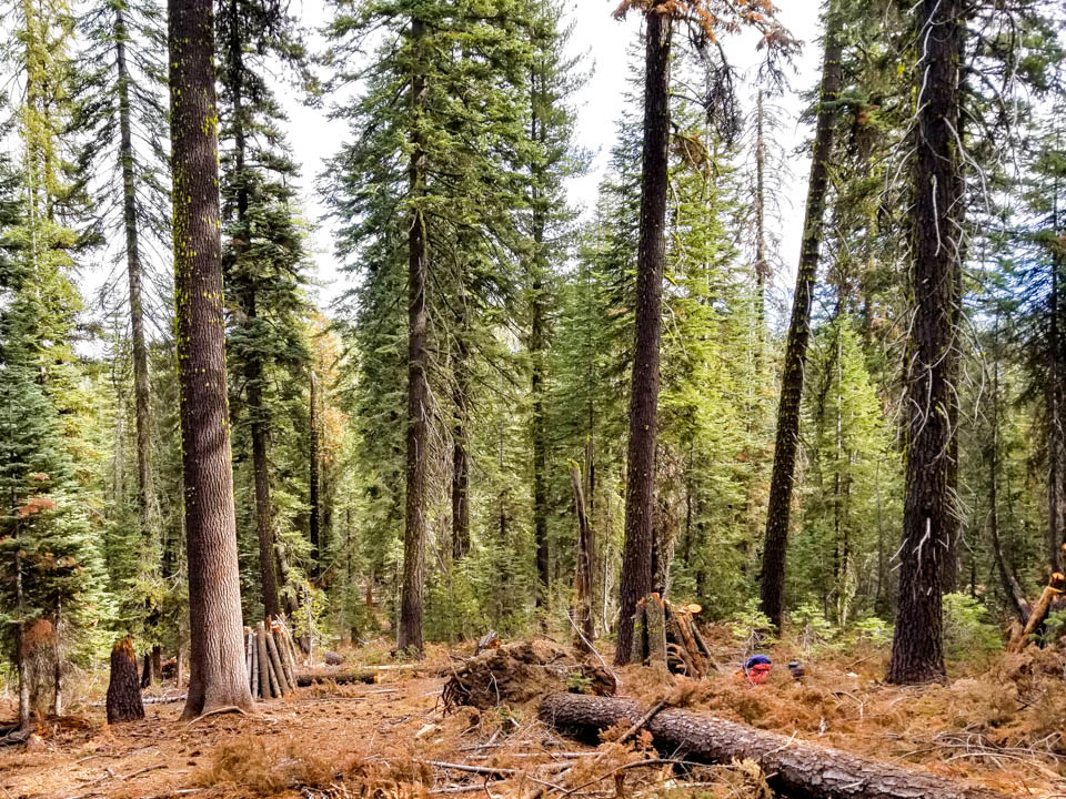 A forest of spaced conifer fir trees with three piles of standing logs prepared for burning