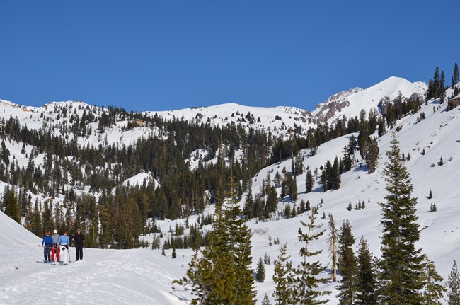 Four people snowshoe in a snowy mountain landscape with pine trees on a cloudless sunny day.