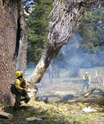 A firefighter removes dead snag from adjacent fire while providing for firefighter safety.