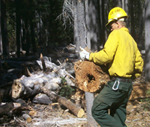 A firefighter removes fuels and prepares the fire line for a future prescribed fire.