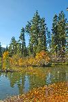 Leaves in Manzanita Lake
