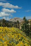 Rubber rabbitbrush