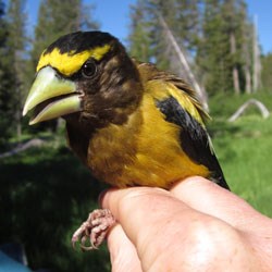 An Evening Grosbeak gets ready to be released after being banded for monitoring