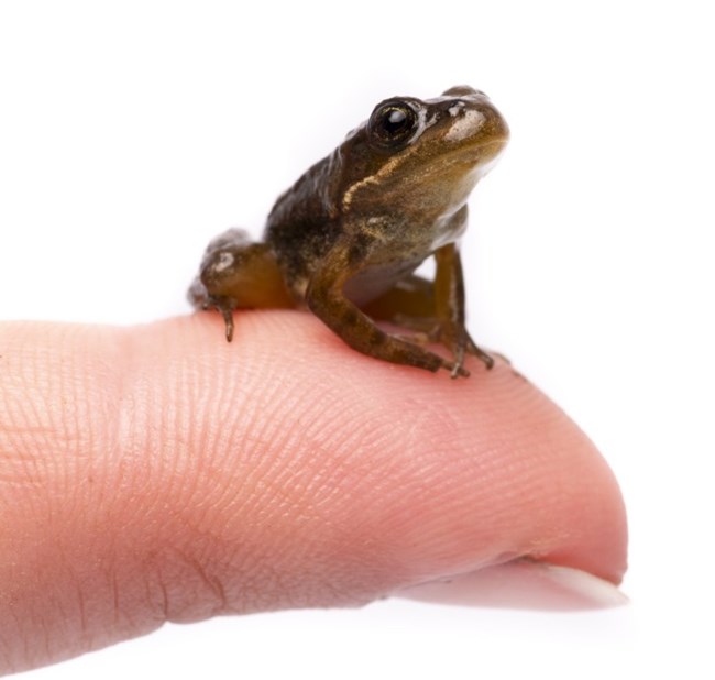 A young Cascades frog rests on a finger