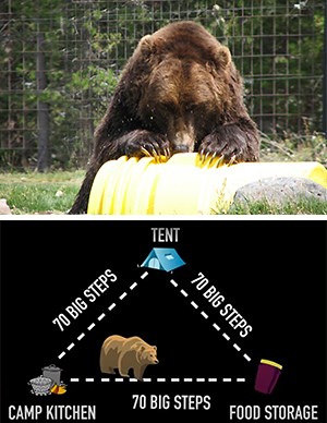 An image of a grizzly bear with its claws and mouth on a yellow container above a graphic of spacing between a tent, camp kitchen, and food storage.