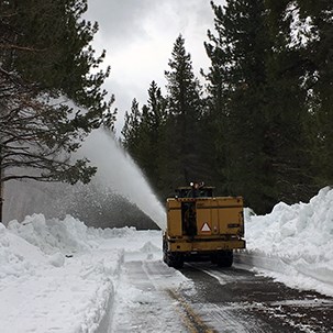 A rotary snow plow throws snow from a road lined by conifers