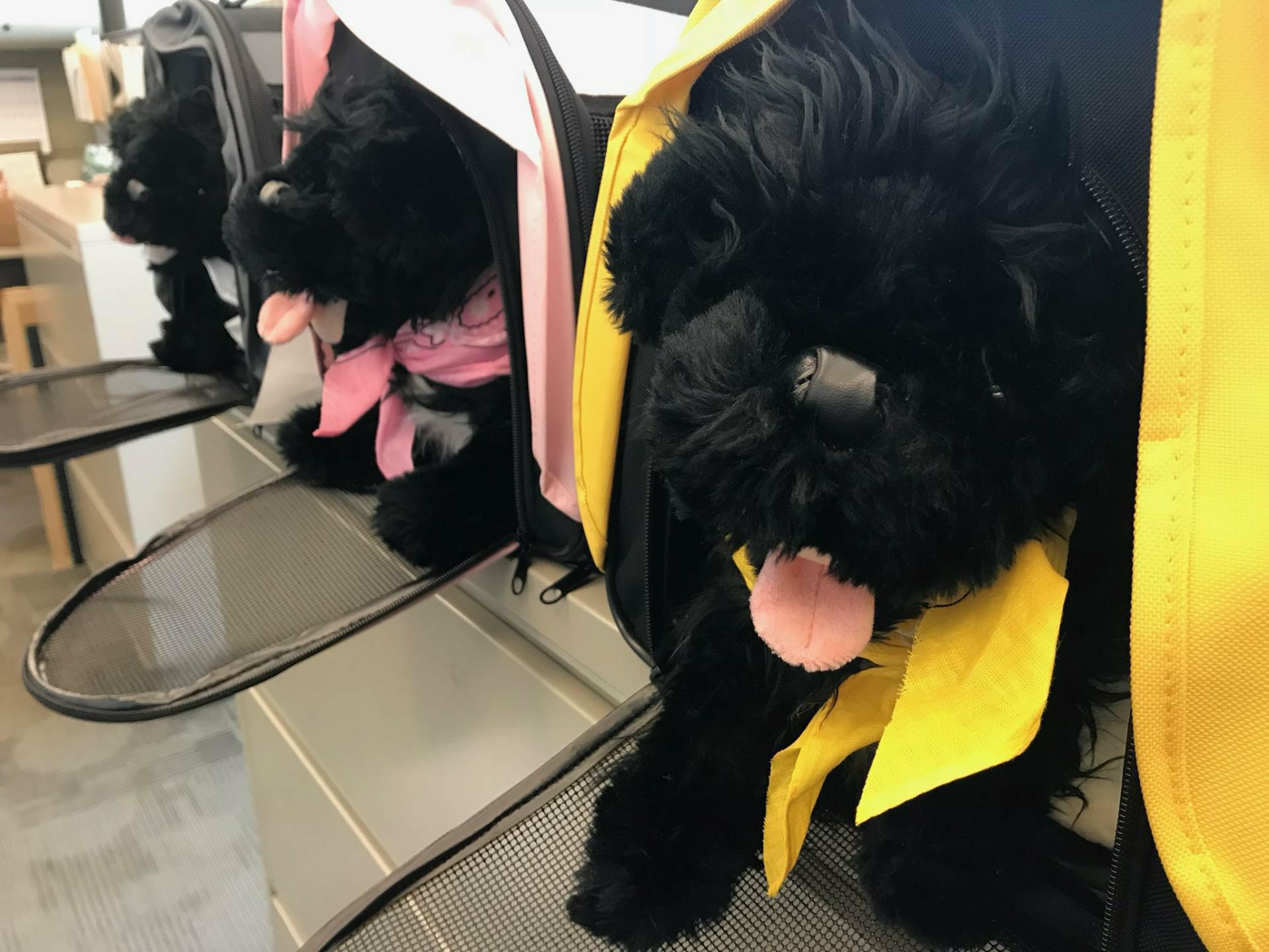 Meet the Lewis and Clark Pups! Pups in kennels