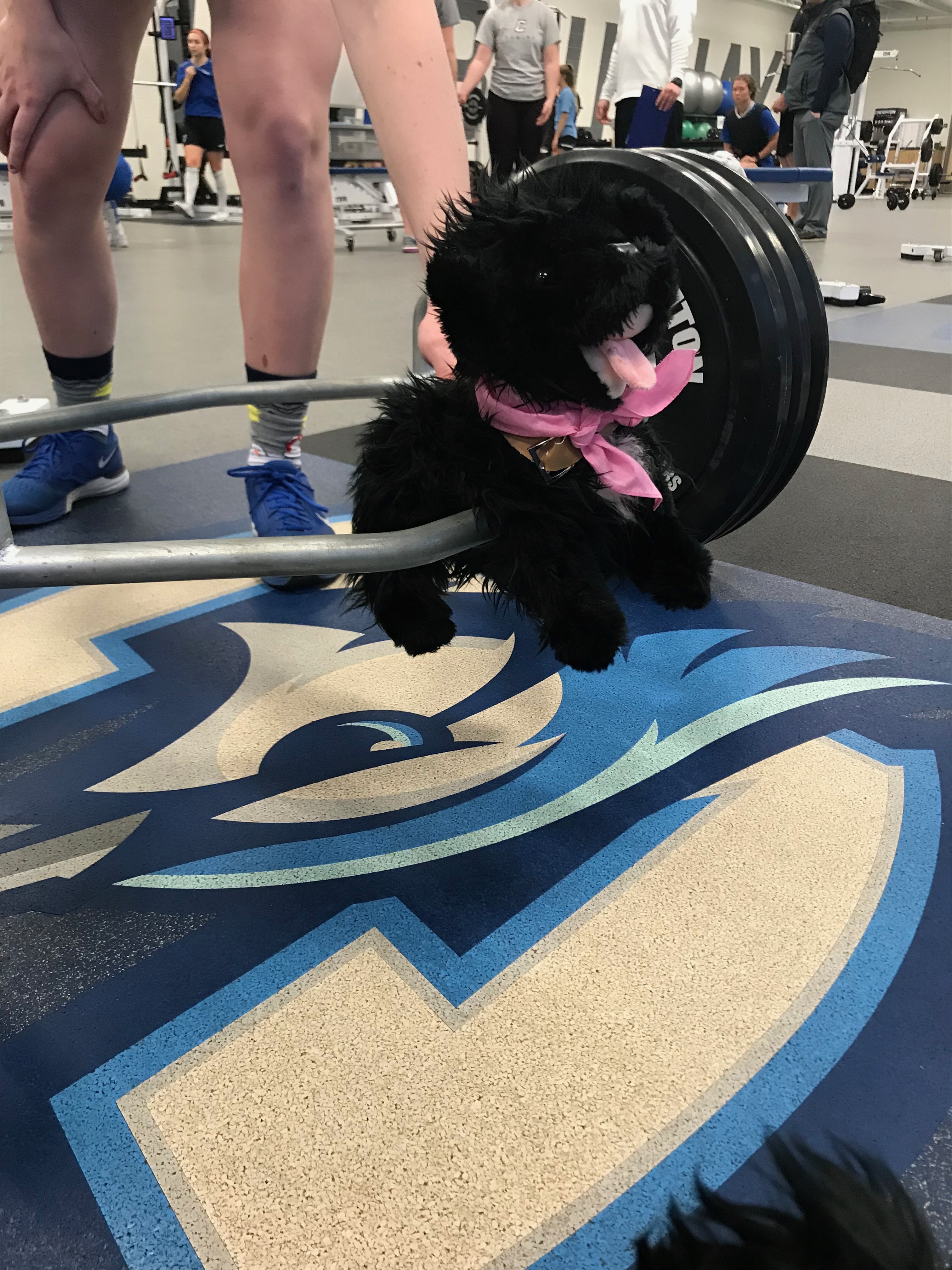 Harper lifting weights Pup on weight lifting bar