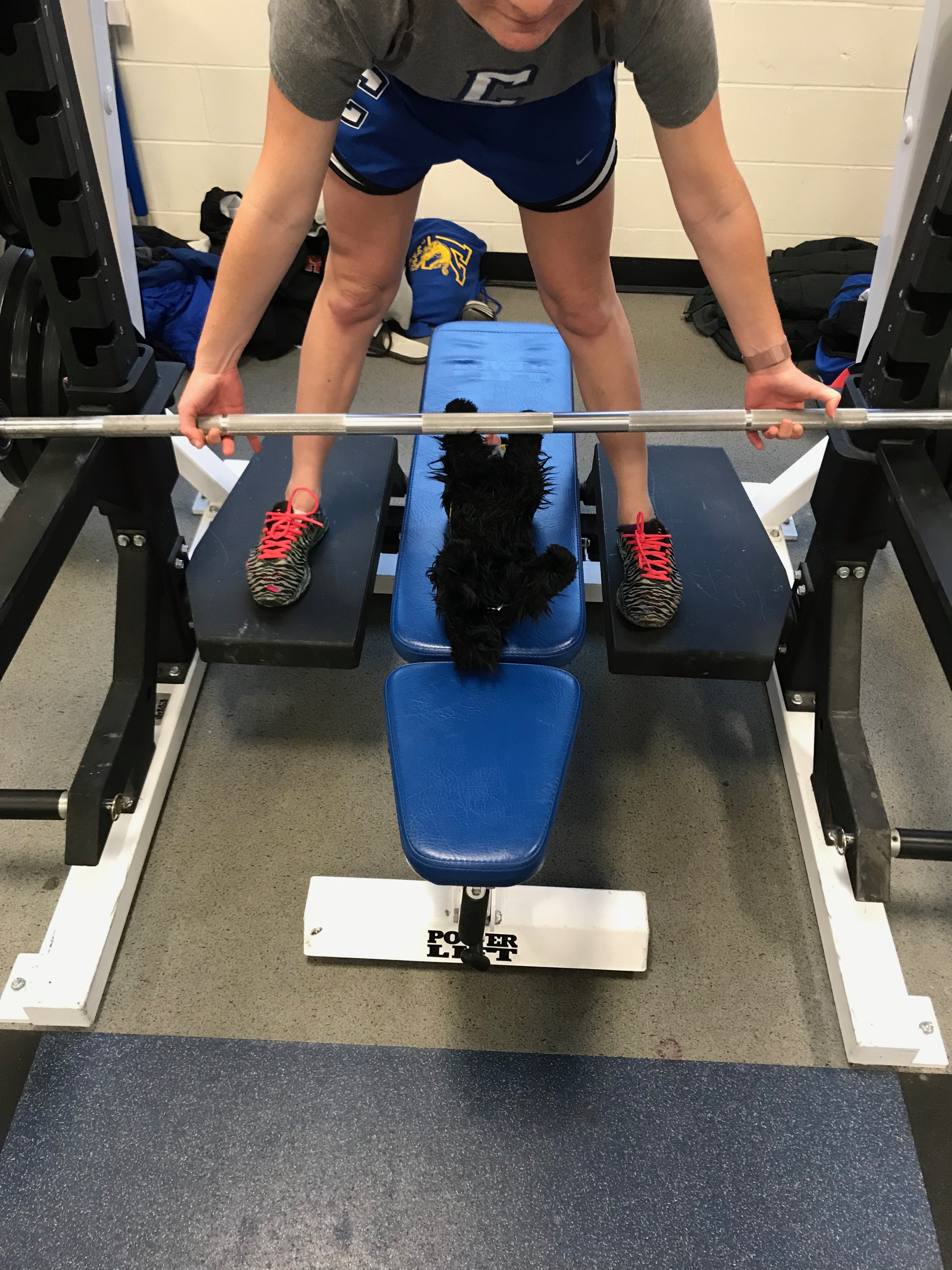 pup on weight bench 