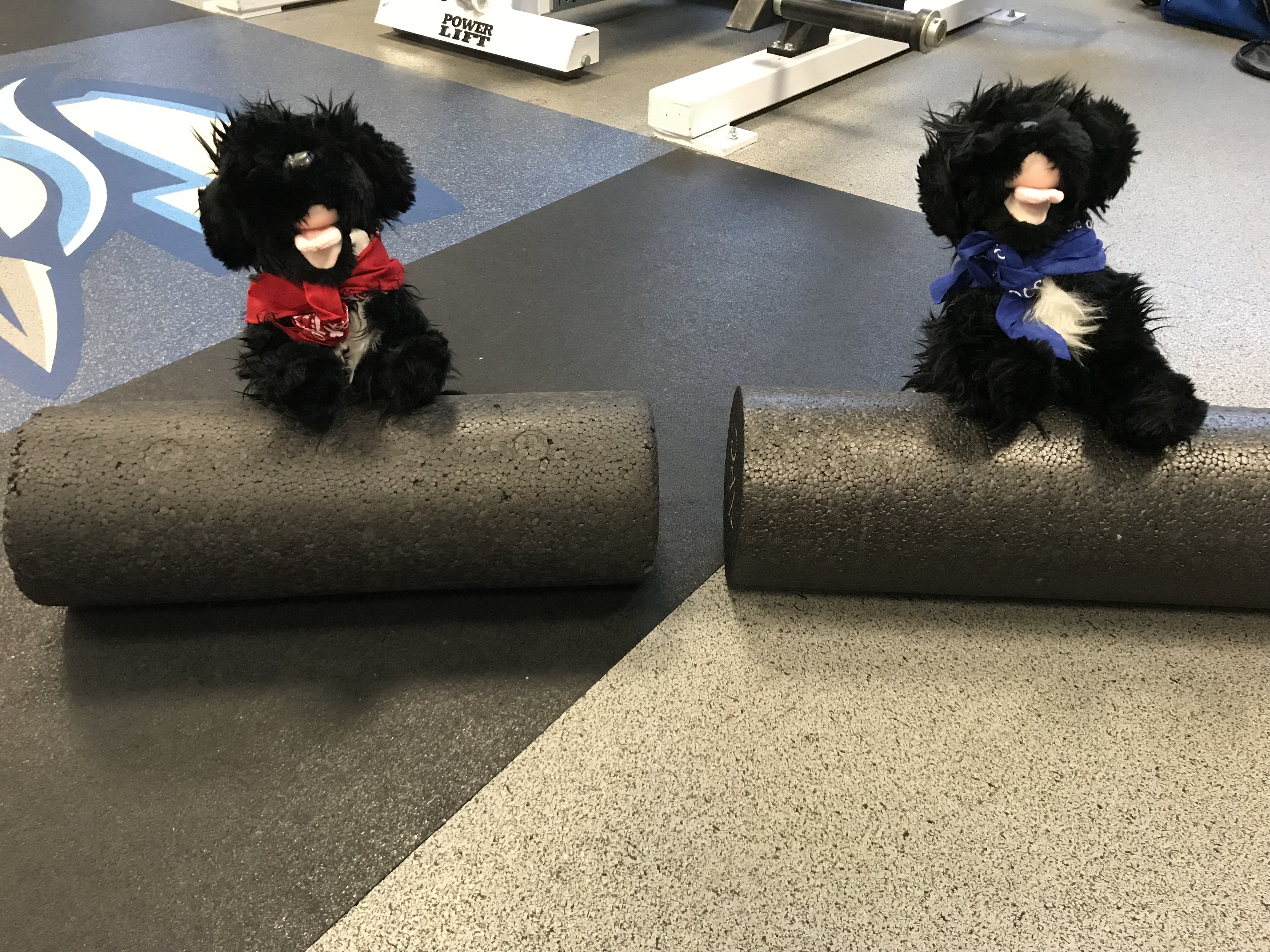 Pups stretching two pups on foam rollers