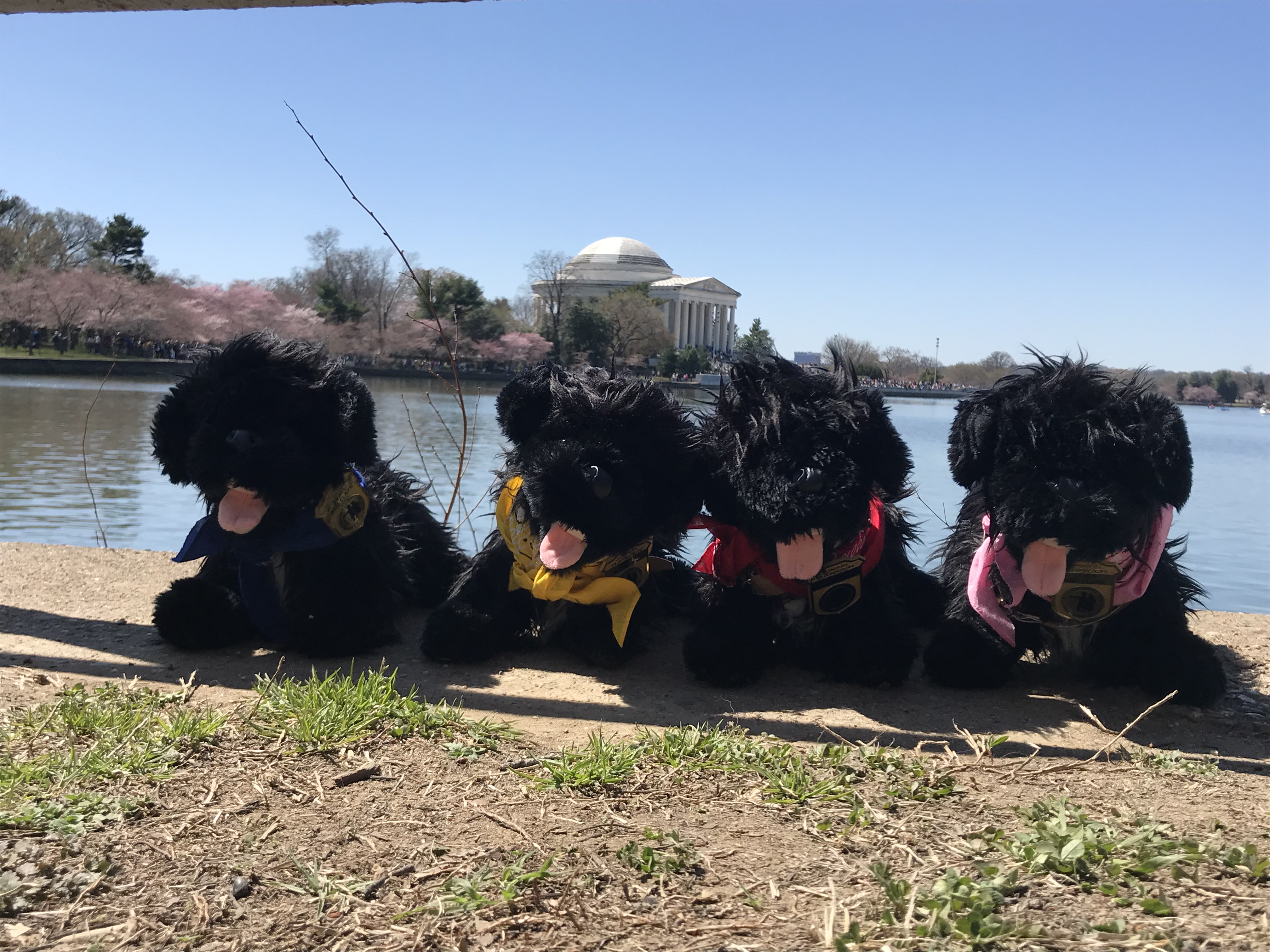 stuffed dogs near water