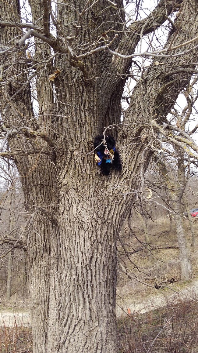 stuffed pup in tree
