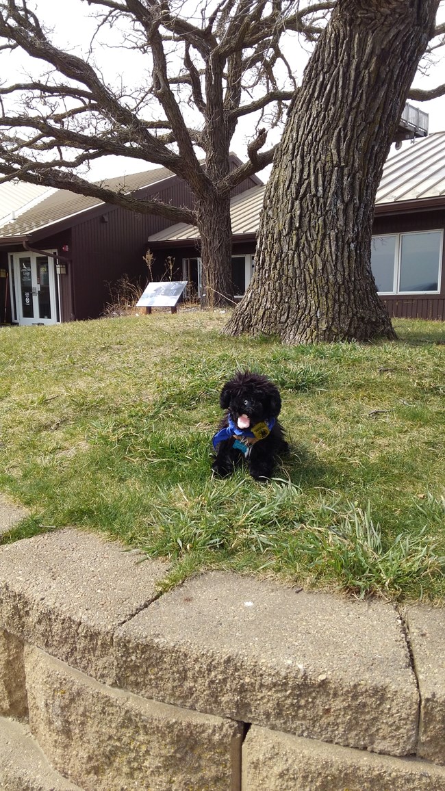 pup on grass