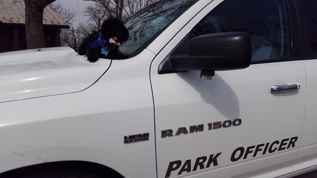 stuffed pup in truck
