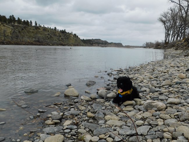 sutffed dog by river