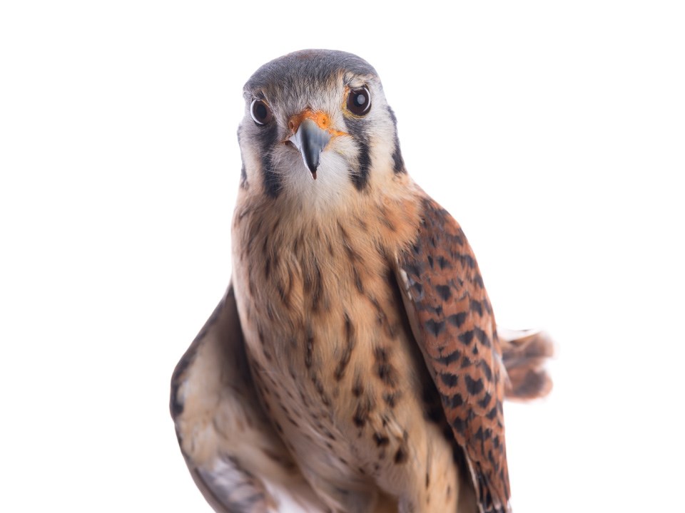 American-Kestrel-Photo-Alex-Wiles Close up photo of American Kestrel on a white background. Small hawk looks at the viewer. Carmel colored belly, chocolate colored wings, two dark vertical marks below eyes.
