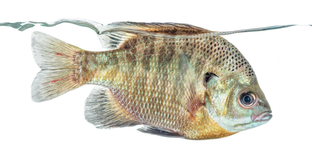 closeup of bluegill sunfish underwater against white background. Small stocky fish, greenish brown, small blue mark by gill.