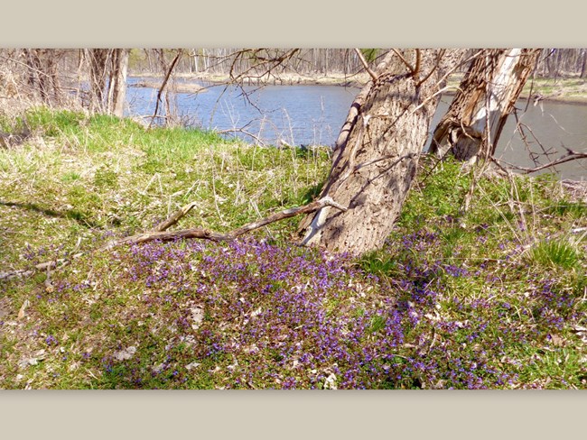 Photo of riverbank with trees and purple flowers