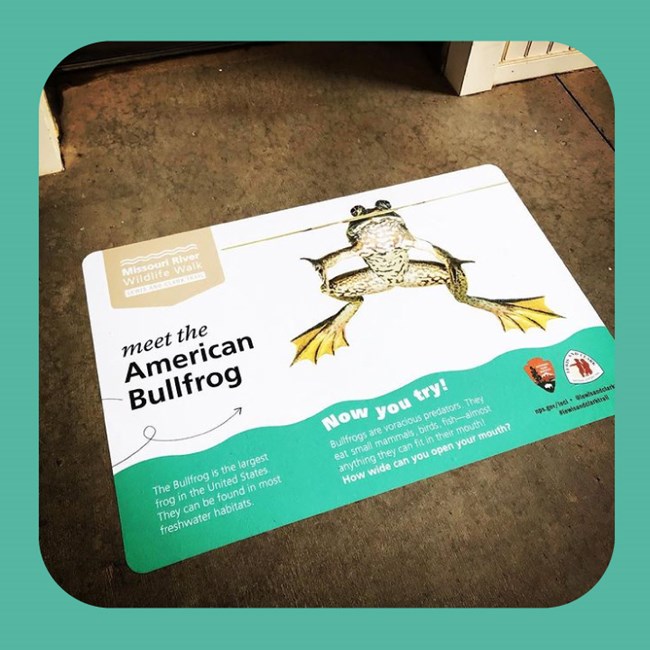 Large floor sticker. Photograph of Bullfrog against white background. Text reads meet the American Bullfrog. Lewis and Clark Trail logo, NPS logo