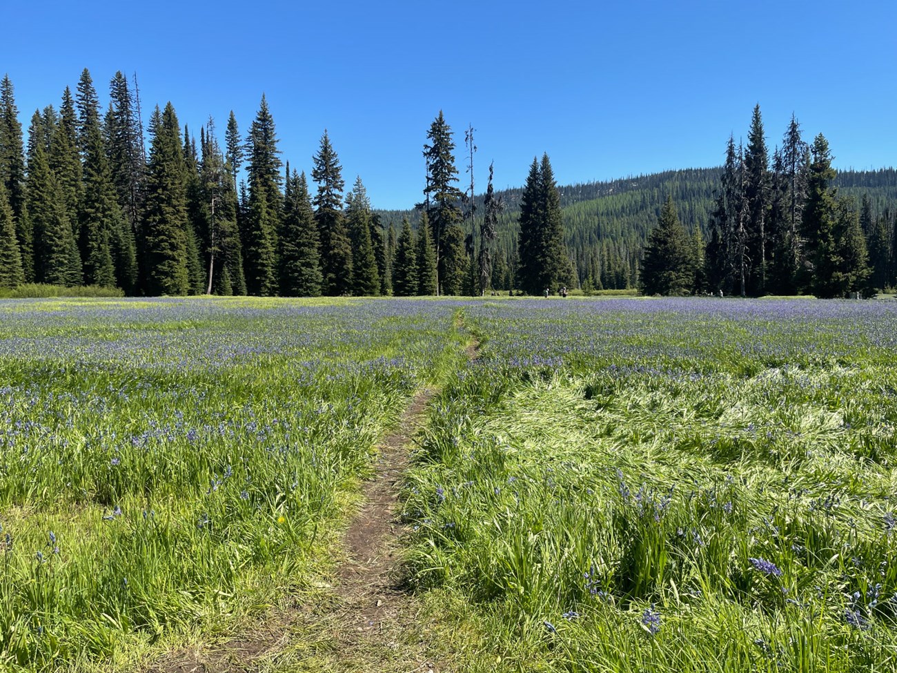 Photo of mountain meadow. Green grass is dotted with purple blue flowers. Evergreen trees and mountains beyond meet a blue sky.