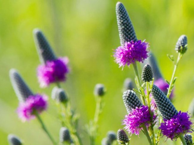 purple wildflowers in a green field. Flowers have prominent cone shaped protrusions from center.