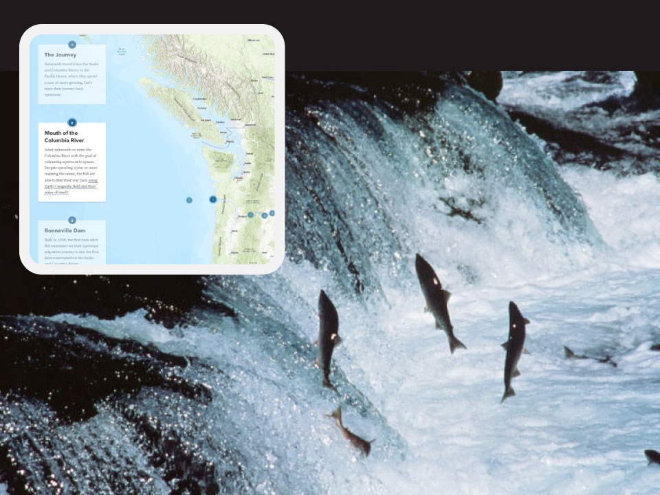 Salmon jumping up a river. Inset of story map featuring columbia River and OR WA cost with short paragraphs.