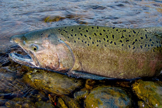 Up close shot of a salmon on a river bank