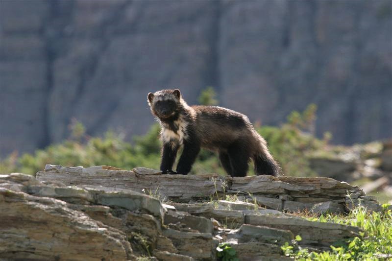 Wolverine, a mammal in the weasel family that looks like a skunk and bear mixed and is about the size of a medium dog, stands on an alpine hillside.