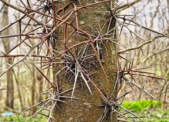 Honey locust tree