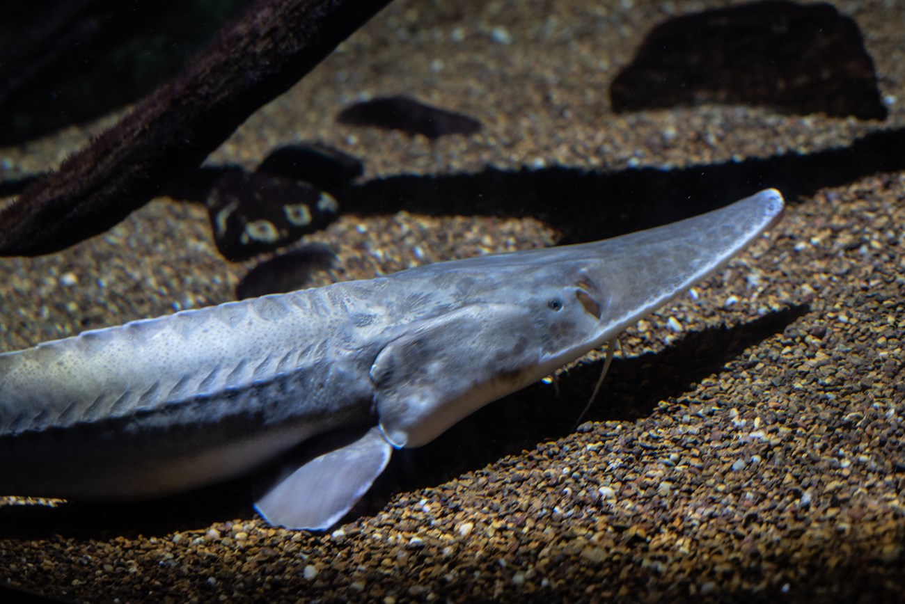 Large grey fish with long snout on the bed of a river