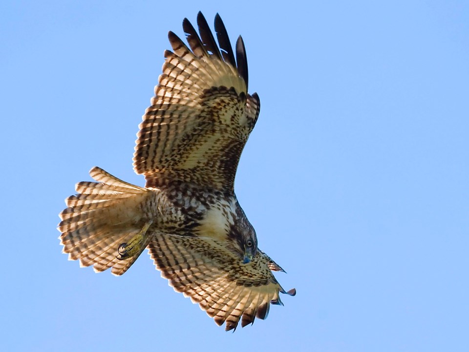 Red-Tailed-Hawk-NP-Gallery Red tailed hawk hovers in flight against a blue sky