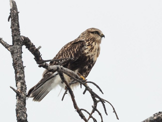 Rough-Legged-Hawk-NP-Gallery Rough-legged hawk perches in tree. The bird has a short sharp bill and light colored head.