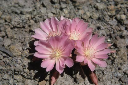 Four bitterroot flowers with pink petals and cream colored stamens.