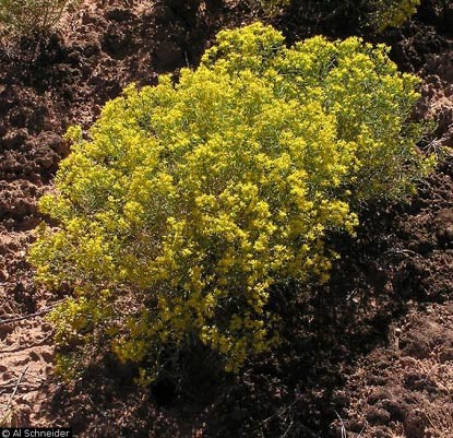 Broom snakeweed, a low shrub with numerous small, yellow flowers.