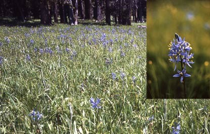 A field of purple camas flowers with inset of single, larger camas flowers.